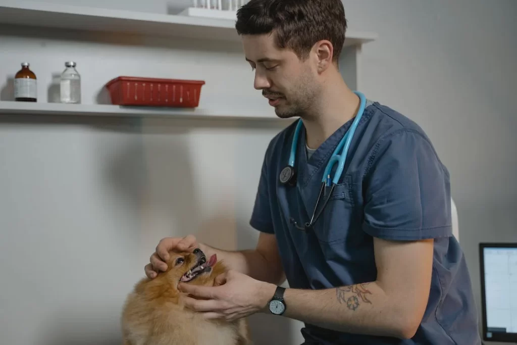 Por que é importante consultar um médico veterinário para seu animal de estimação